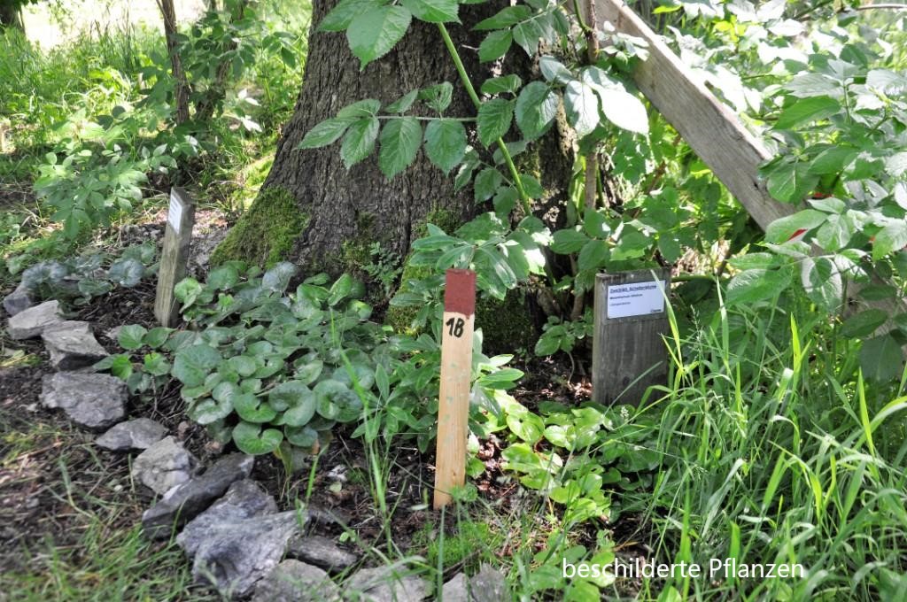 beschilderte Pflanzen