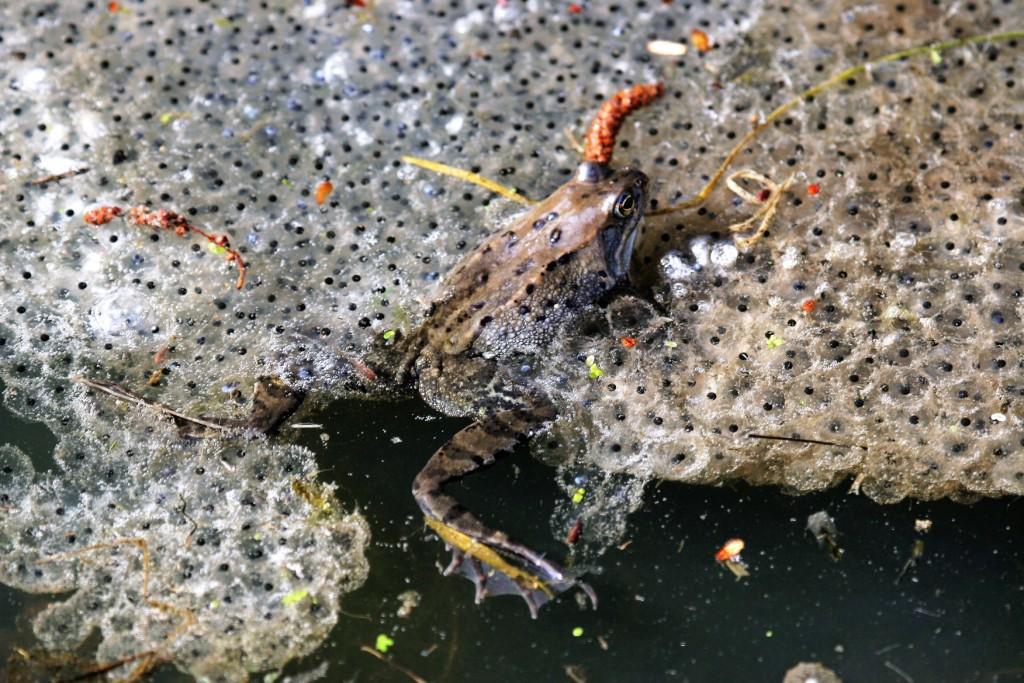 Froschlaich