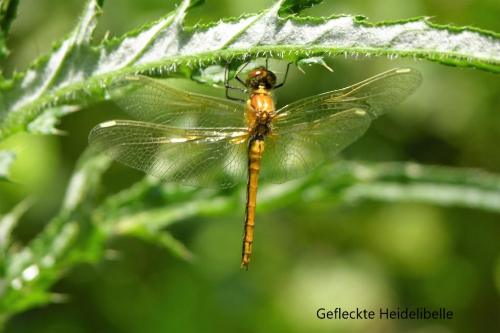 Gefleckte Heidelibelle